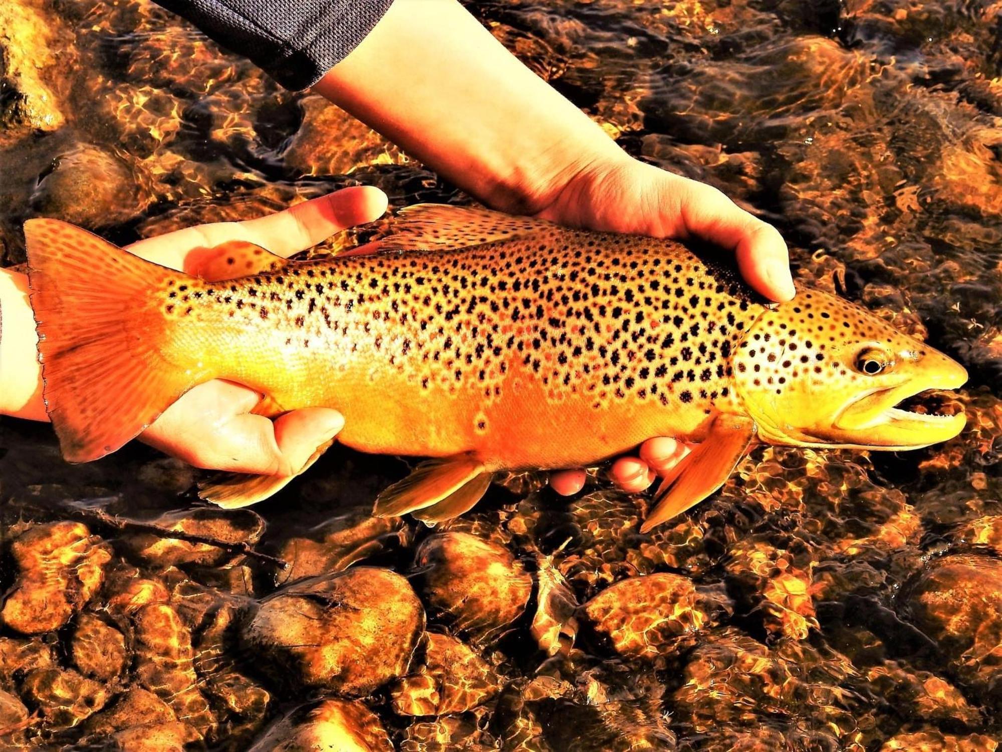 Let'S Go ! Fisherman, Families, Pools One Minute From Your Door, Comfort, Location Perfect, Amenity-Rich, Pup Friendly, Discover An Exceptional Wyoming Stay, Thermopolis River Walk Home At Hot Springs State Park, 'Where Families And Fisherman Stay' Exteriér fotografie